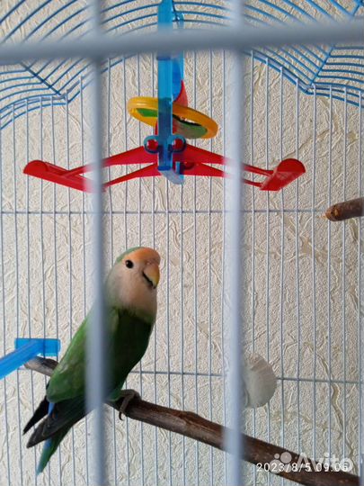 Мальчик -неразлучник и неразлучник