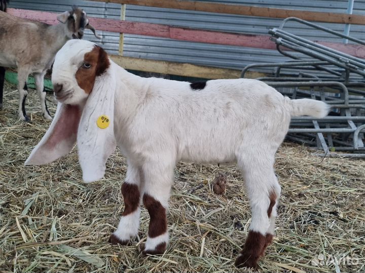 Козлик гулаби 50