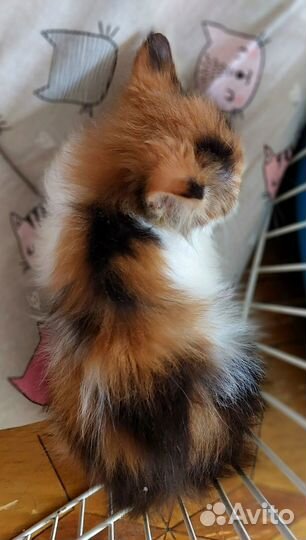 Трёхцветная норвежская лесная малышка в дар