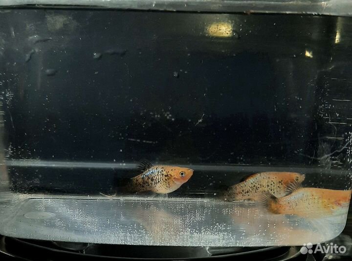 Гуппи, пецилии