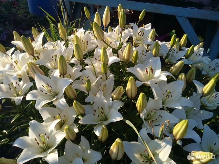 Лилии