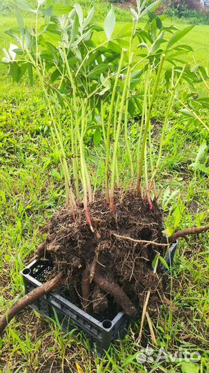 Пионы саженцы