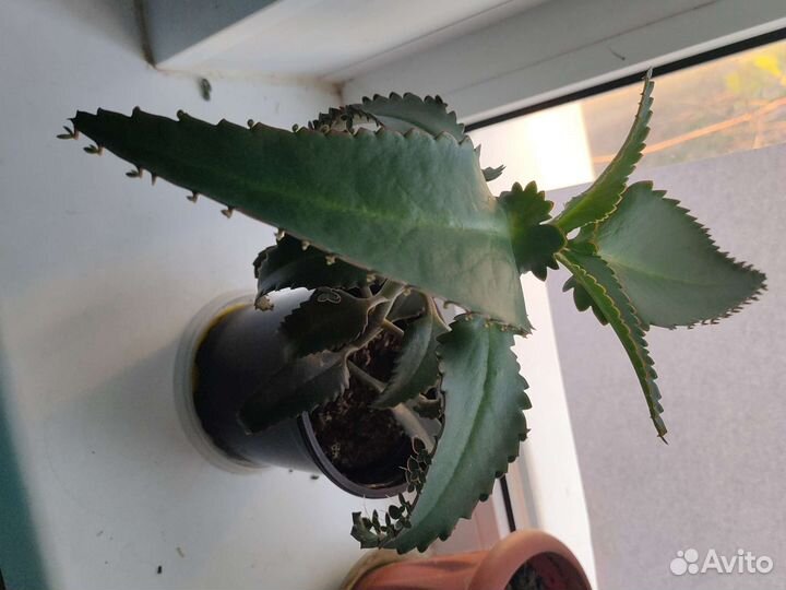 Комнатные цветы каланхоэ