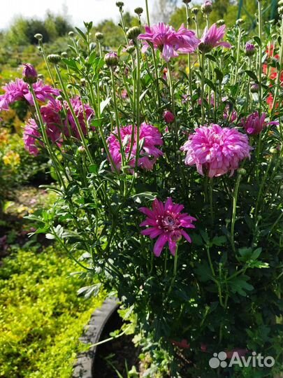 Хризантемы