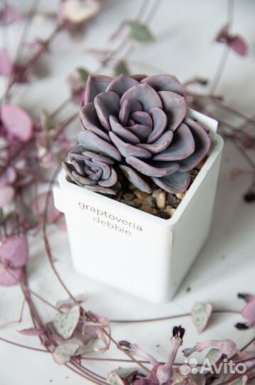 Суккуленты-5 эхеверии, граптоверии, граптоседум