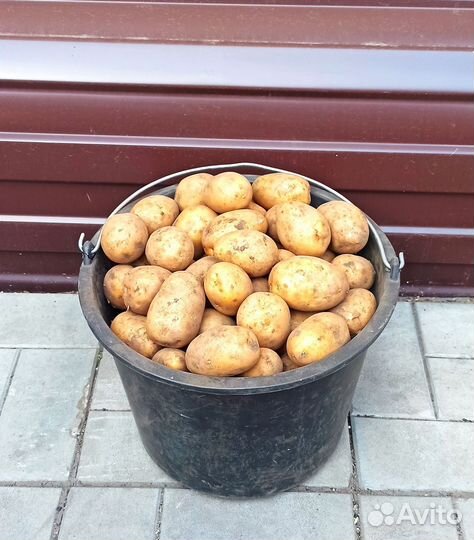 Семенной картофель сорт Гала, бесплатная доставка