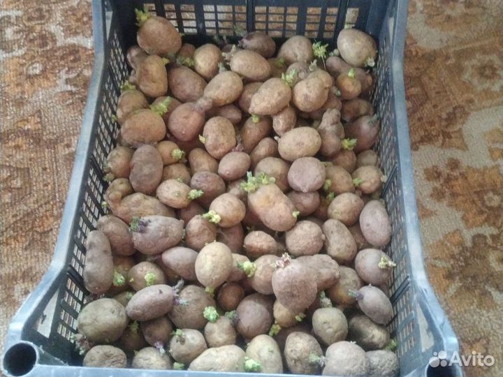 Семенной картофель