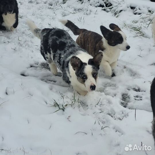 Вельш-корги кардиган