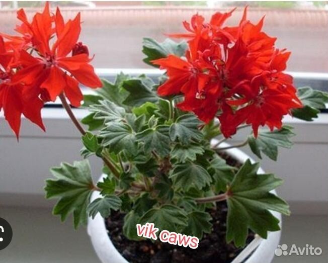 Пеларгония стеллар