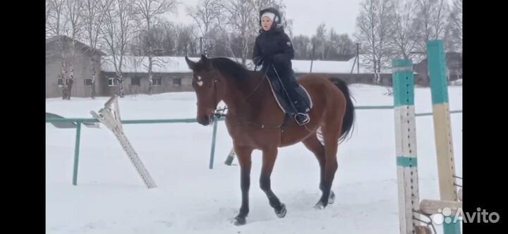 Ганноверская кобыла