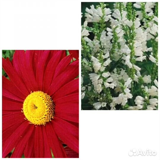 Семена. Лук на посадку. Рассада Чернокорня