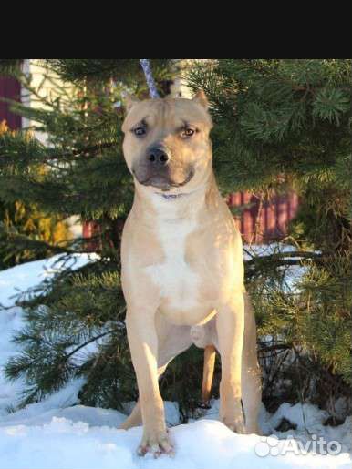 Питбуль кабель