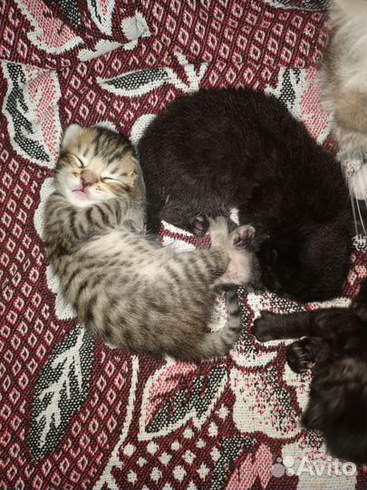 Отдам в добрые руки