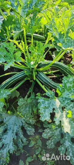 Кабачки домашние, слива