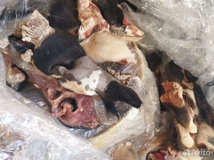 Мясо для собак (губы, щётка, носы,печень, обрезь.)