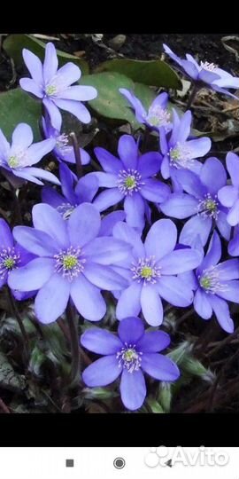 Печеночница многолетняя садовая