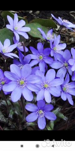 Печеночница многолетняя садовая