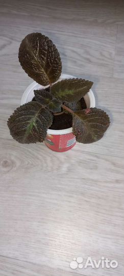 Эписция,дримиопсис