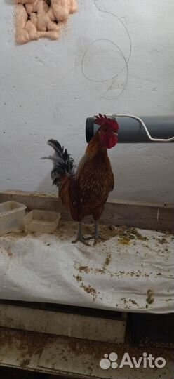 Петух