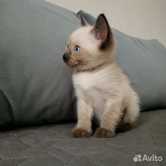 Тайские котята