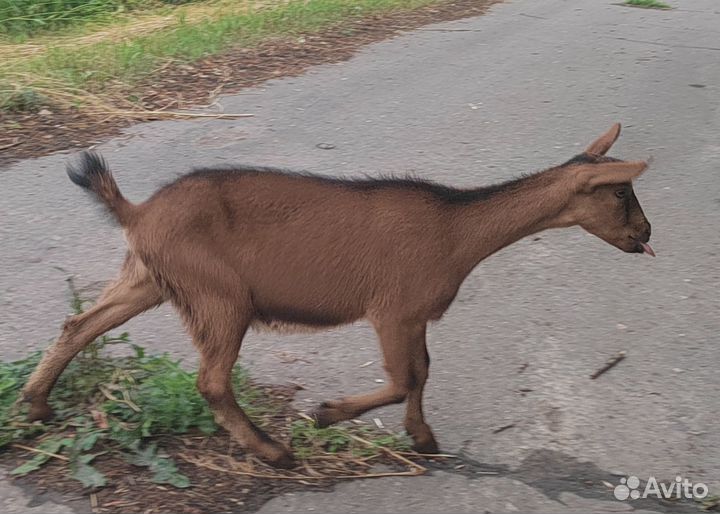 Коза козленок Чешская