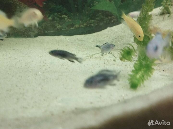 Мальки цихлид Елоу и Голубая зебра