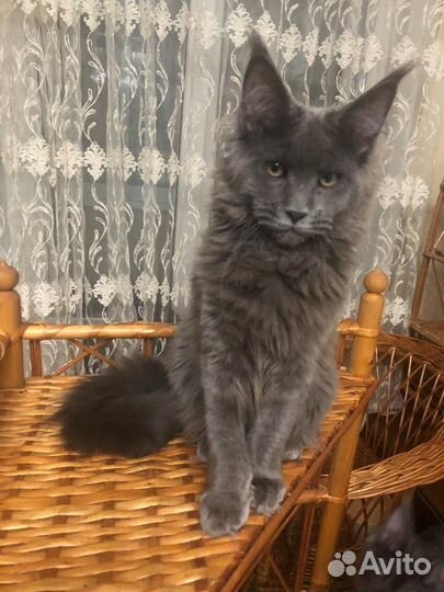 Котята мейн-кун