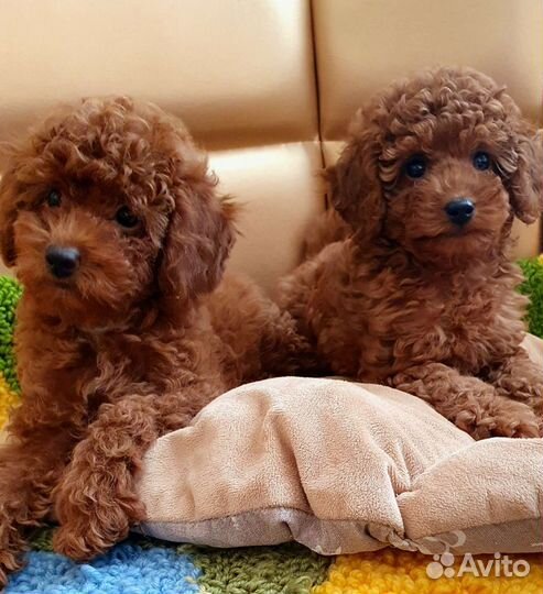 Той-пудель mini Ред Браун