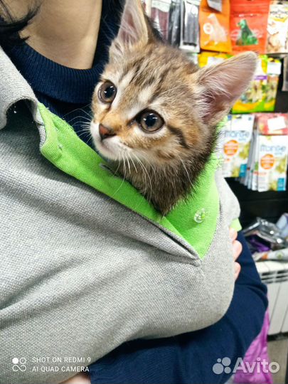 Котëнок девочка в добрые руки