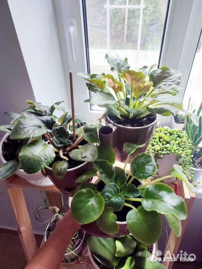 Фиалка с кашпо