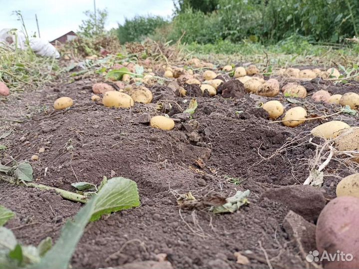 Продам картофель