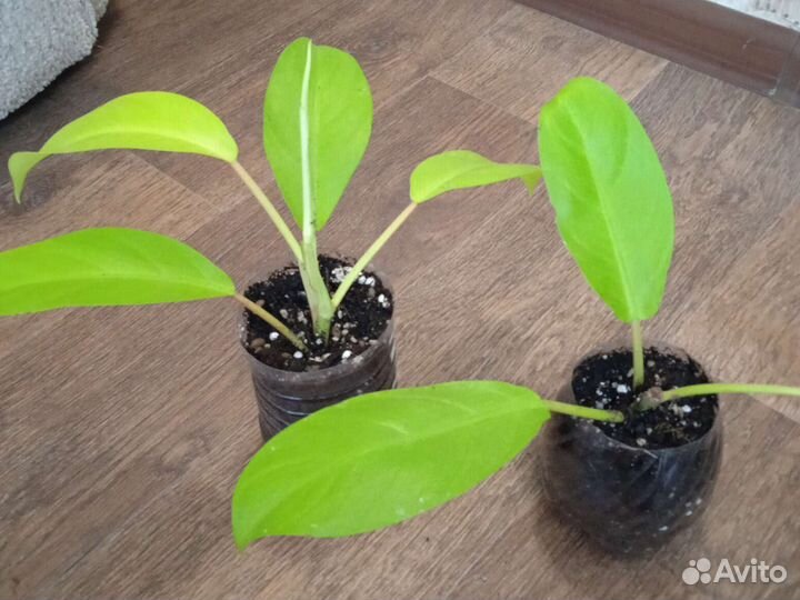 Филодендроны,хойя,алоказия