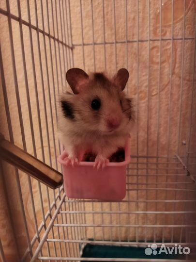 Клетка для грызунов, хомяк