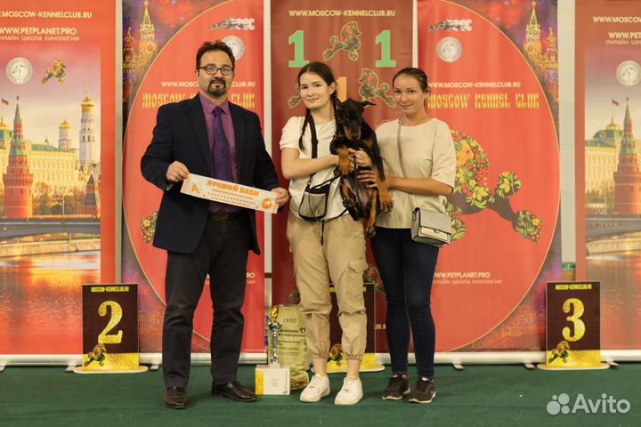 Кинолог/Дрессировка собак/Выгул собак