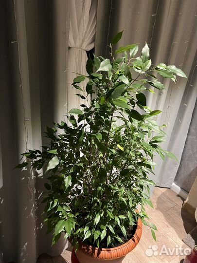 Фикус Бенджамина