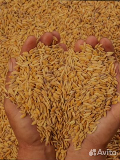 Овес,пшеница,рожь