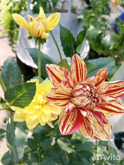 Вегетативные георгины