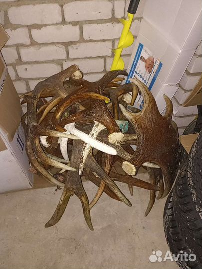 Утилизация рогов