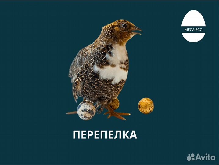 Инкубационное яйцо