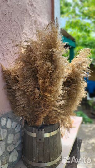 Тростник, камыш для декора фотозоны, интерьера