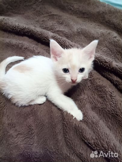 Котёнок мальчик