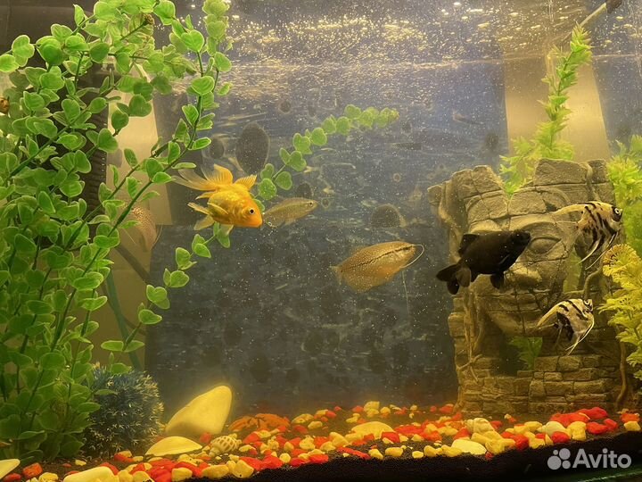 Аквариум