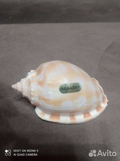 Морские ракушки