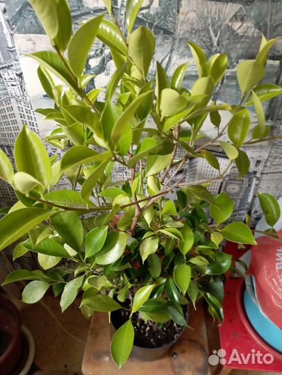 Гибискус Антуриум Фикус зомиокулькас