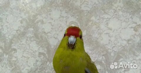 Попугай какарик