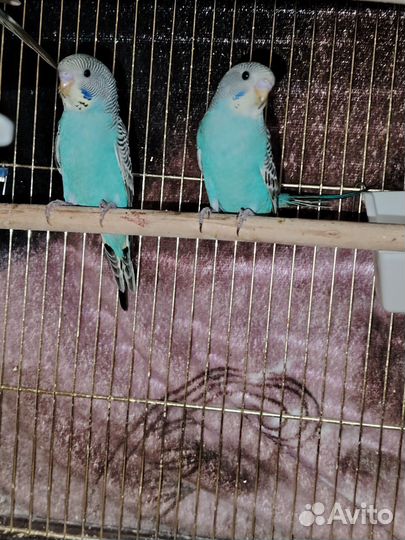 Волнистый попугай