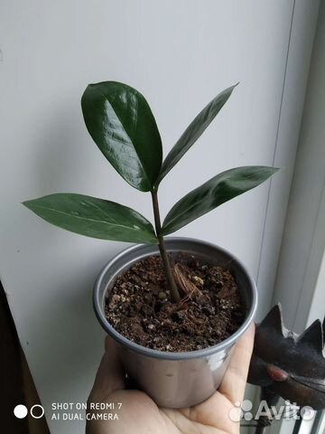 Замиокулькас