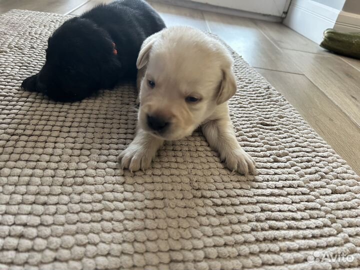 Щенки лабрадора