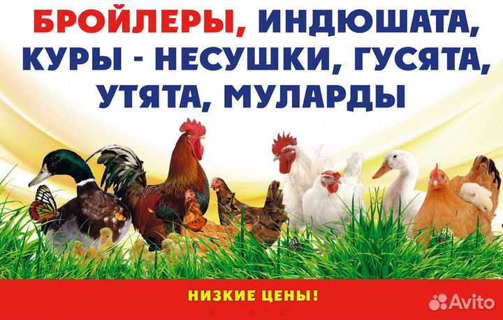 Молодняк птицы