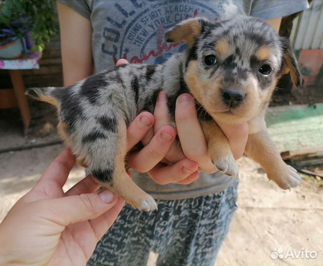 Мини той-терьер щенки